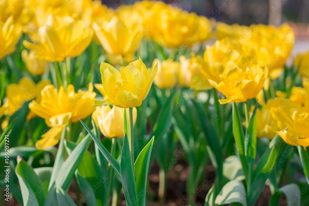 Beautiful yellow tulips in flowers garden. Beautiful yellow tulips in flowers garden.