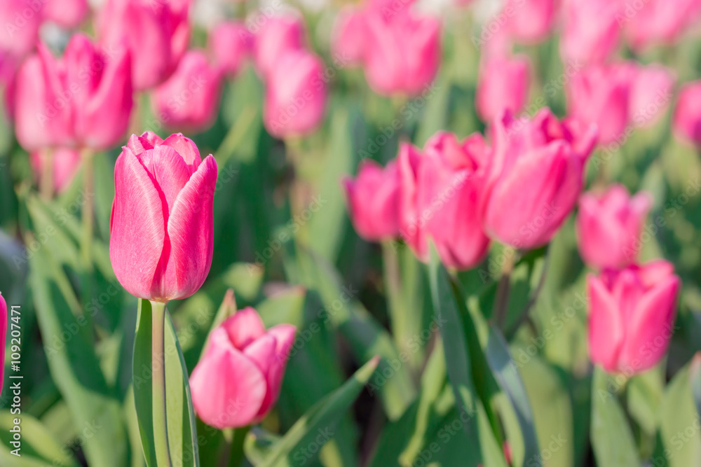 Beautiful pink tulips in flowers garden.