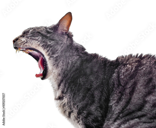 Fototapeta Naklejka Na Ścianę i Meble -  Yawning cat, profile shot. Grey tabby cat, side view.