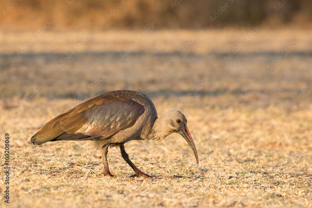 Obraz premium Hadada ibis (bostrychia hagedash), Kruger Park, South Africa