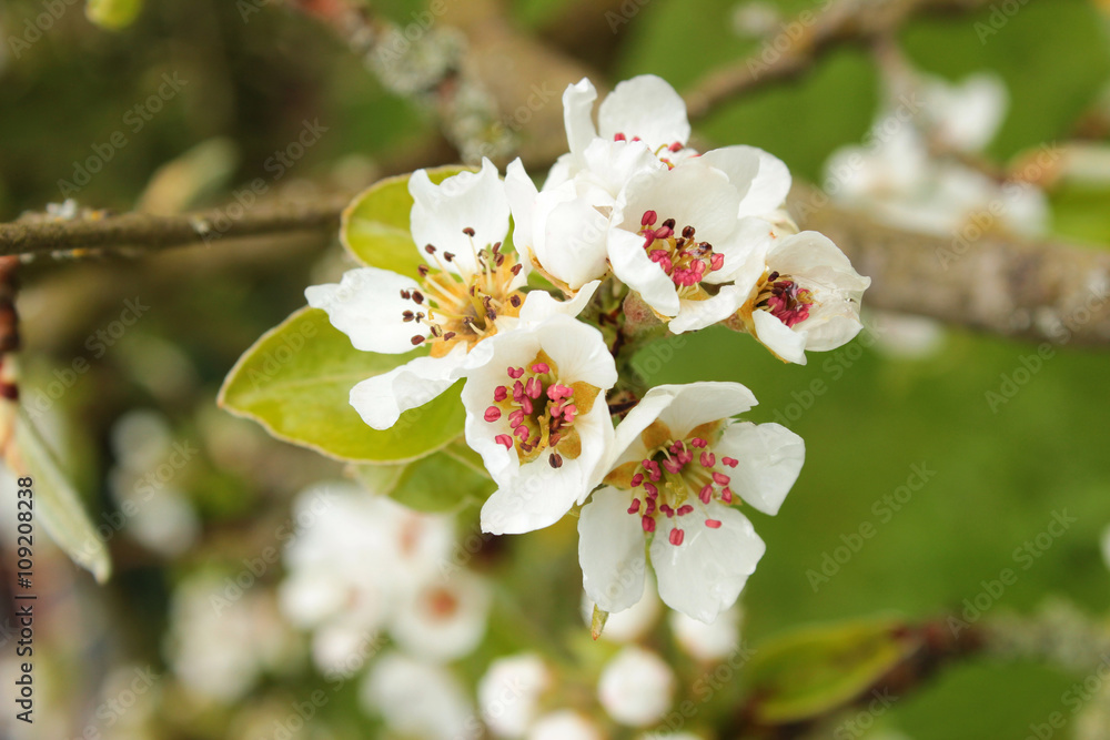 Birnbaumblüten im Frühling
