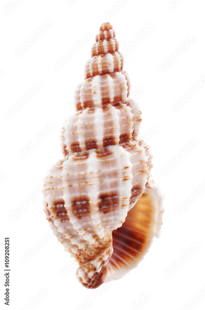 Obraz premium Sea shell isolated on white background