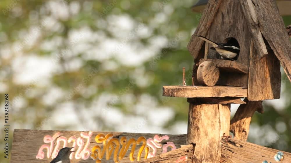 bird ( Oriental magpie robin ) on wooden sign and bird house bird ( Oriental magpie robin ) on wooden sign and bird house