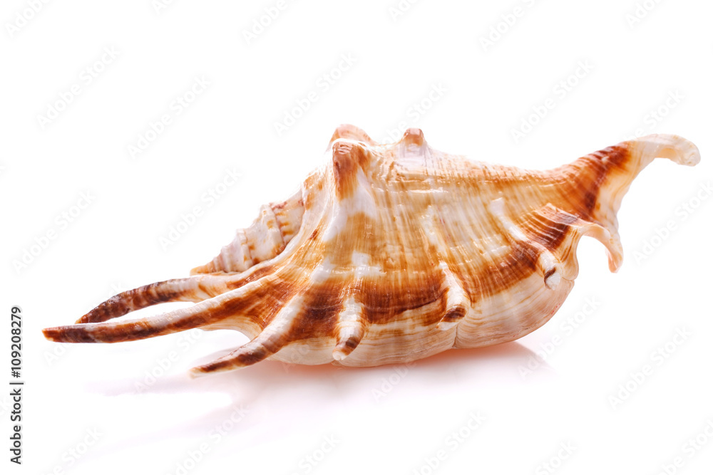 Sea shell isolated on white background