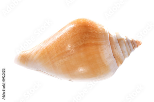 Sea shell isolated on white background