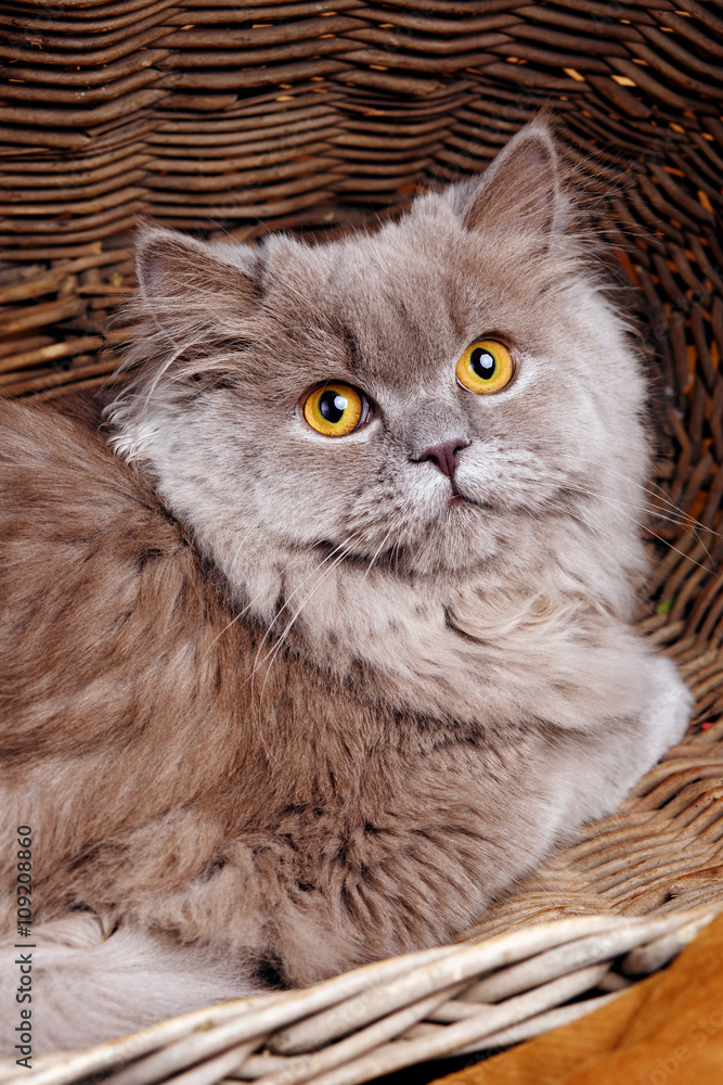 gray cat with yellow eyes  on a wooden basket