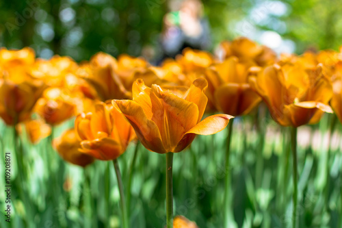 Fototapeta Naklejka Na Ścianę i Meble -  scarlet tulip