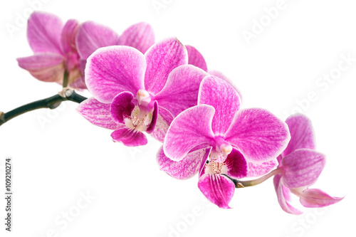 branch of pink orchids isolated on a white background