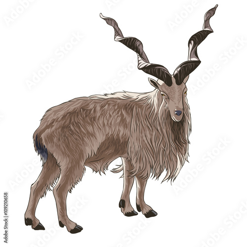 screw-horned goat