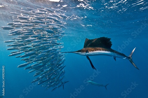 Atlantic sailfish (Istiophorus albicans) attacking a sardine baitball hoping to strike one with its serrated bill, Isla Mujeres, Mexico photo