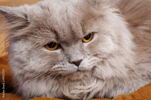 portrait of gray cat with yellow eyes 