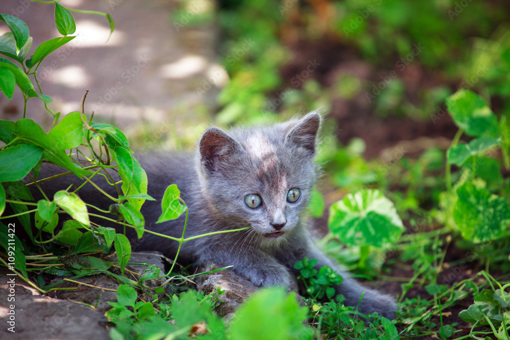 Cute little cat playing on the grass Cute little cat playing on the grass