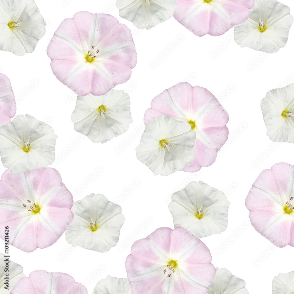 Delicate floral background. Bindweed. Isolated Delicate floral background. Bindweed. Isolated