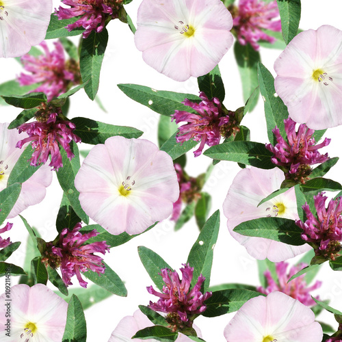 Delicate floral background. Bindweed and clover. Isolated 