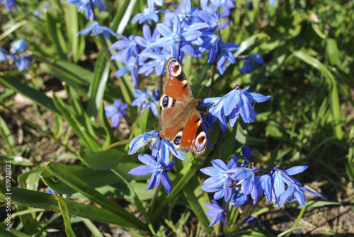 The European Peacock (more commonly known simply as the Peacock butterfly) on blue Scilla siberica flowers. Classified as the only member of the genus Inachis.