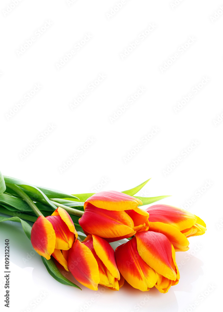 bunch of tulips  on white background