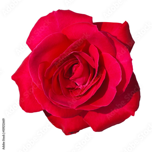 Red rose flower isolated on white background