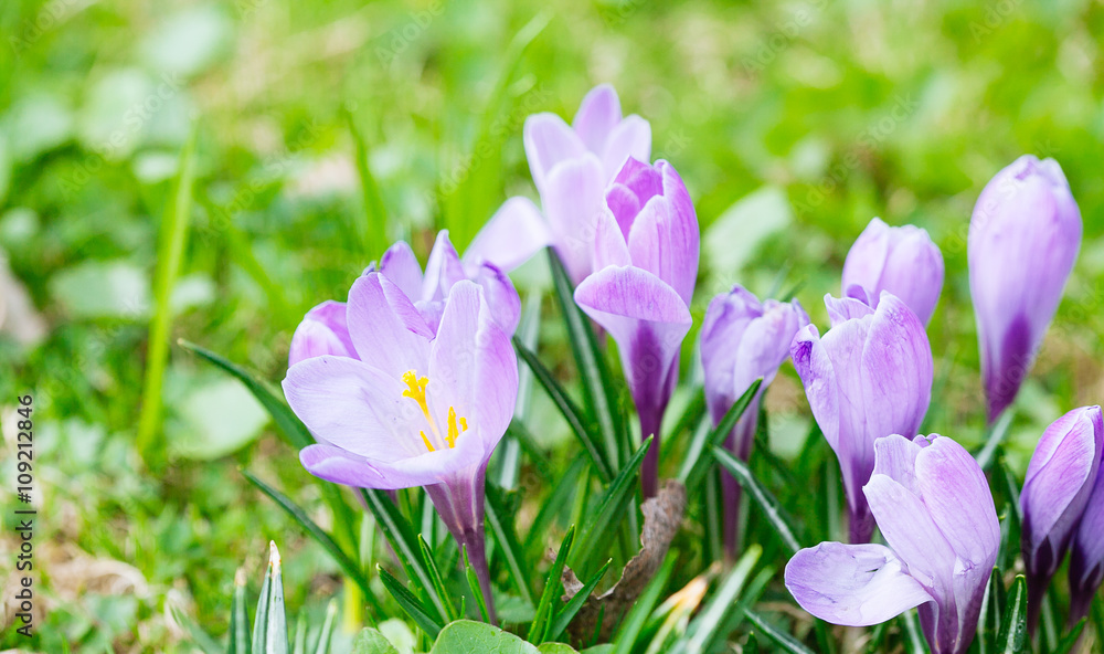 Group of Purple crocus (crocus sativus) with selective/soft focu Group of Purple crocus (crocus sativus) with selective/soft focu