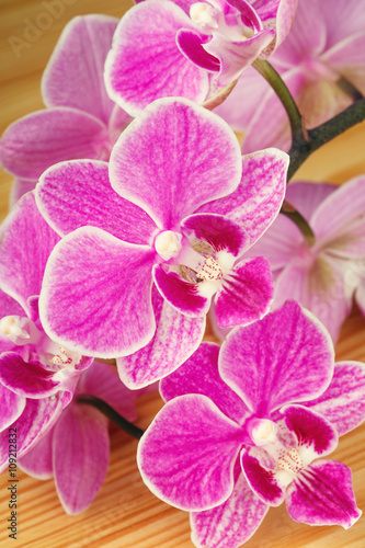 branch of pink orchids  on wooden background
