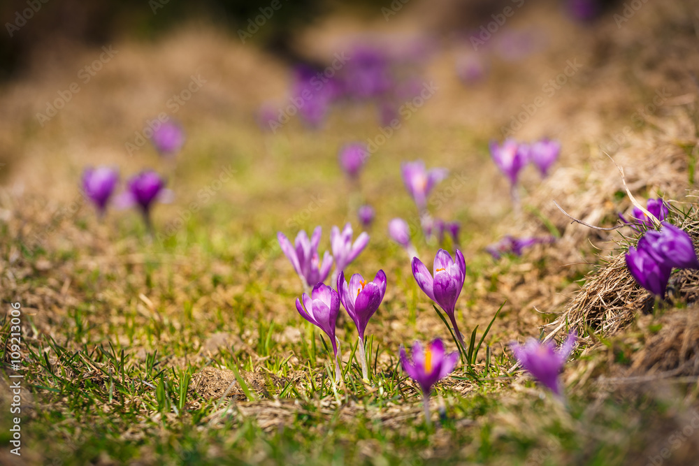  Blooming violet crocuses in mountains