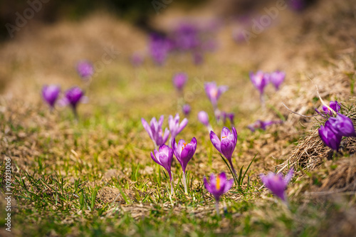  Blooming violet crocuses in mountains