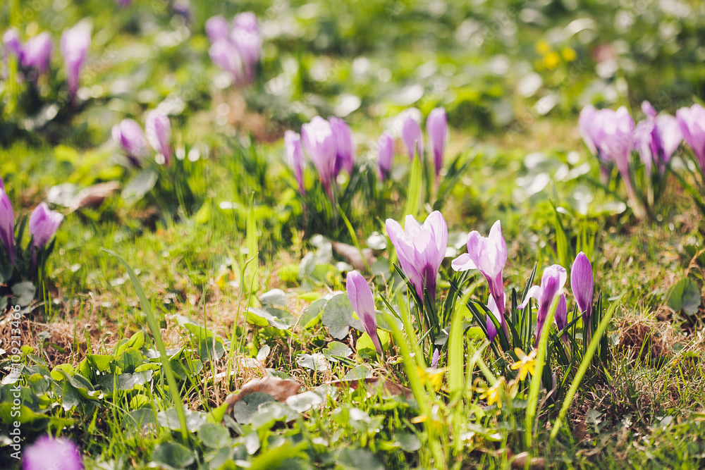 Group of Purple crocus (crocus sativus) with selective/soft focu Group of Purple crocus (crocus sativus) with selective/soft focu