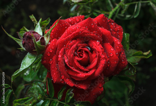 Garden red rose with dew drops