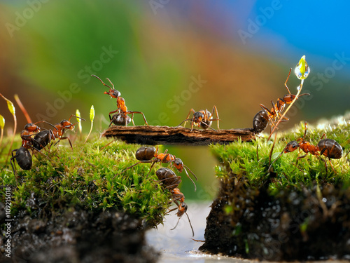 Many ants. Fairy picture for children. Moss, creek, bridge