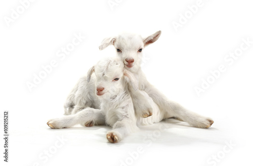  two goat © fotomaster