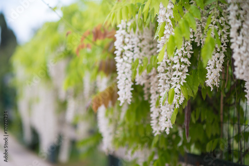 Muro ricoperto interamente dal glicine in fiore