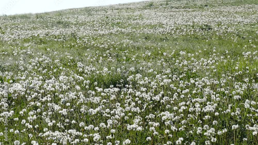 Spring meadow with dandelions. Ripe seeds of dandelions. Insects multiply. Spring meadow with dandelions. Ripe seeds of dandelions. Insects multiply.