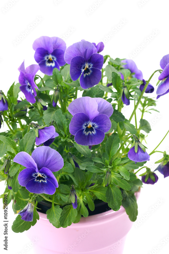 Pansies in a pot on a white background - obrazy, fototapety, plakaty 