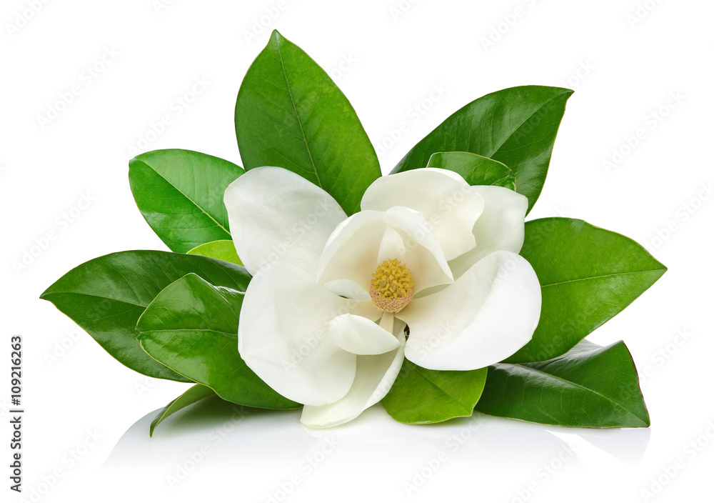 White magnolia - obrazy, fototapety, plakaty 
