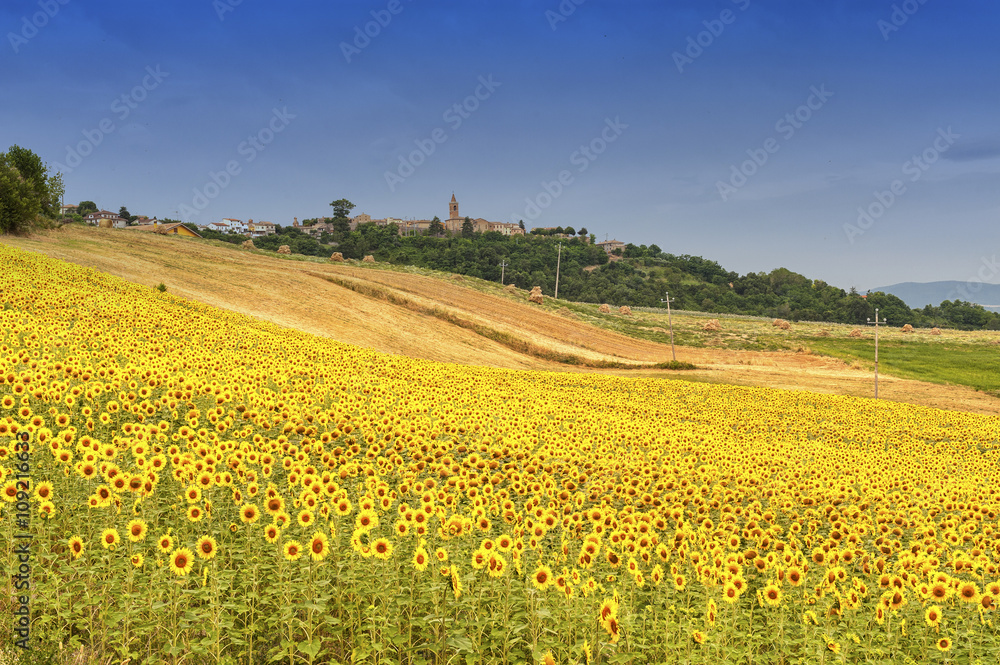 Country landscape in Marches (Italy)