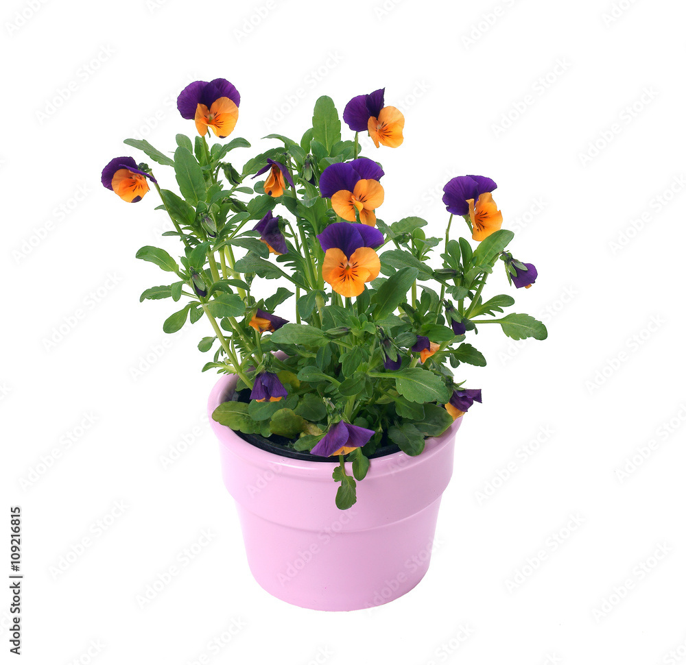 Pansies in a pot on a white background - obrazy, fototapety, plakaty 