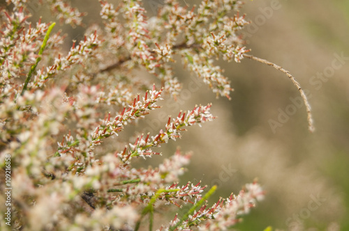 Wallpaper of small flowers on blur background © waltermorselli