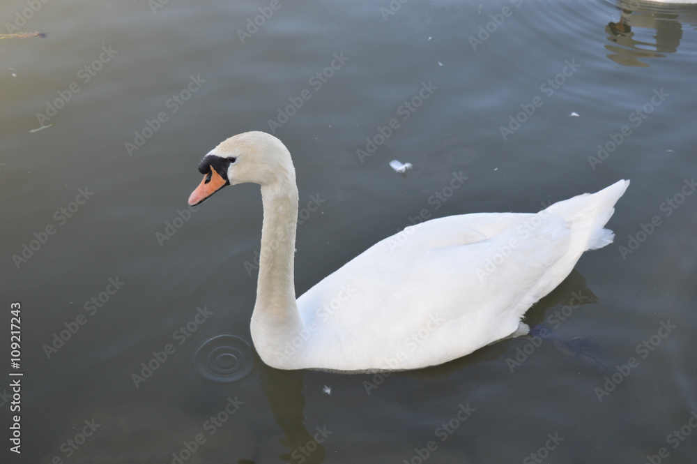 Swans Swans