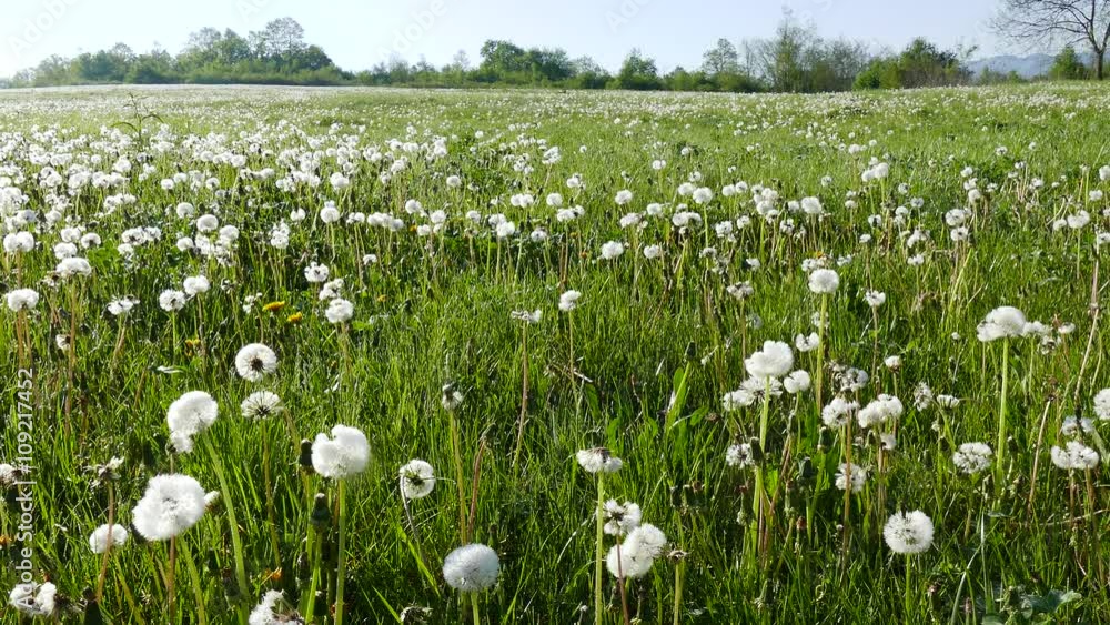 Spring meadow with dandelions. Ripe seeds of dandelions. Insects multiply. Spring meadow with dandelions. Ripe seeds of dandelions. Insects multiply.