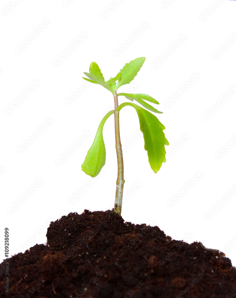 Young sprout made the way through the earth. New green plant growing from the earth. The plant on a white background. Isolated object. - obrazy, fototapety, plakaty 