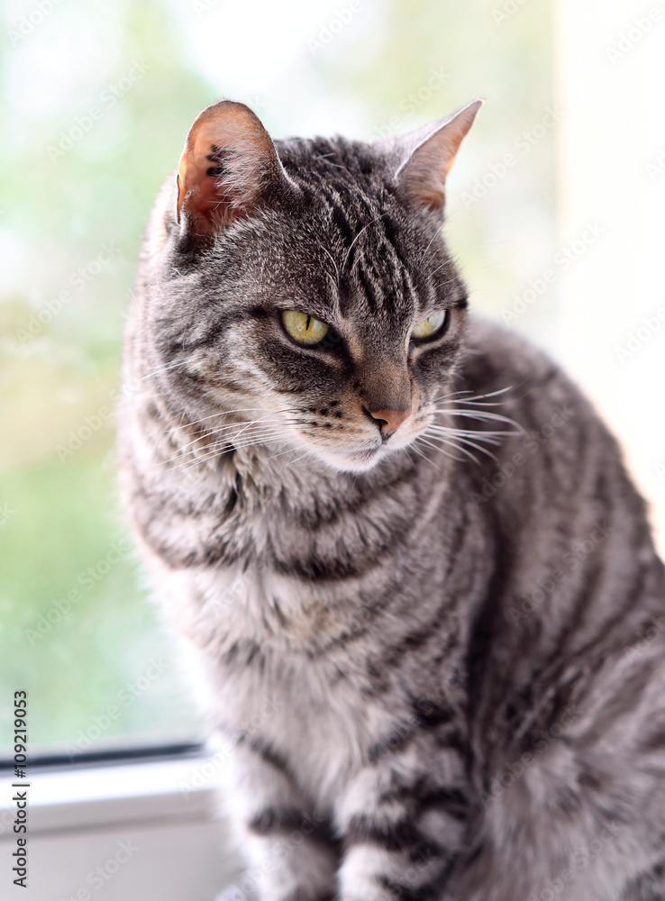Grey tabby cat sitting at the window with defocused background.