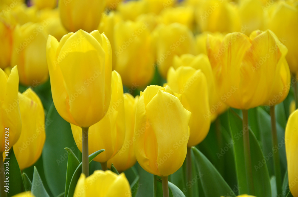 Obraz premium Beautiful of tulips
