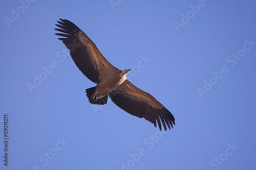 Griffon vulture (Gyps fulvus) flying in a blue sky