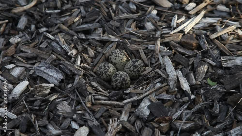 Killdeer eggs Killdeer eggs
