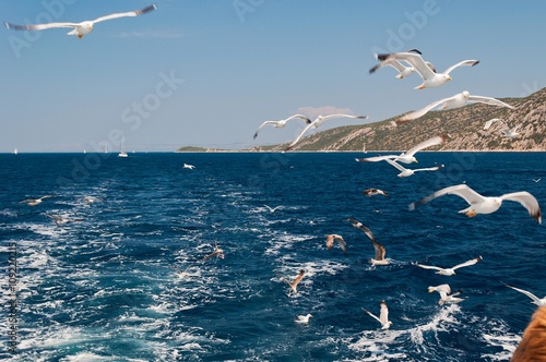 Flock of seagulls flying over sea behind the ship
