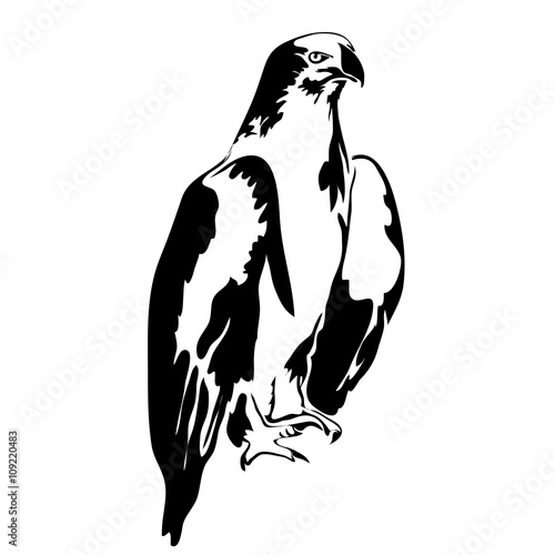 Realistic outline hawk vector illustration. Can be use for logo