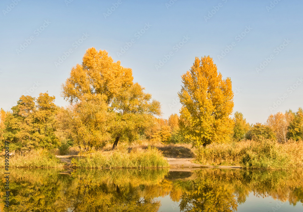 Golden autumn forest near a river Golden autumn forest near a river