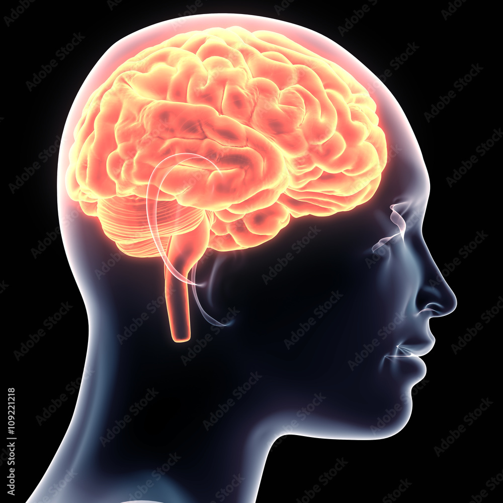 Female brain anatomy Female brain anatomy