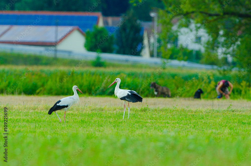 Storch Weißstorch im Frühling - stork spring white stork 