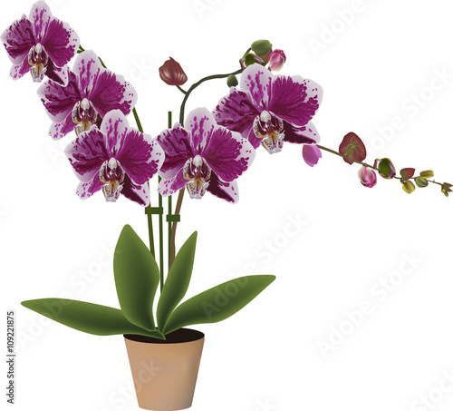 purple blossoming orchid in pot isolated on white