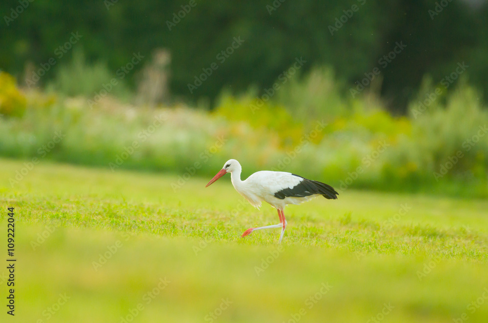 Obraz premium Storch Weißstorch Vogel auf Wiese Frühling - stork spring white stork 